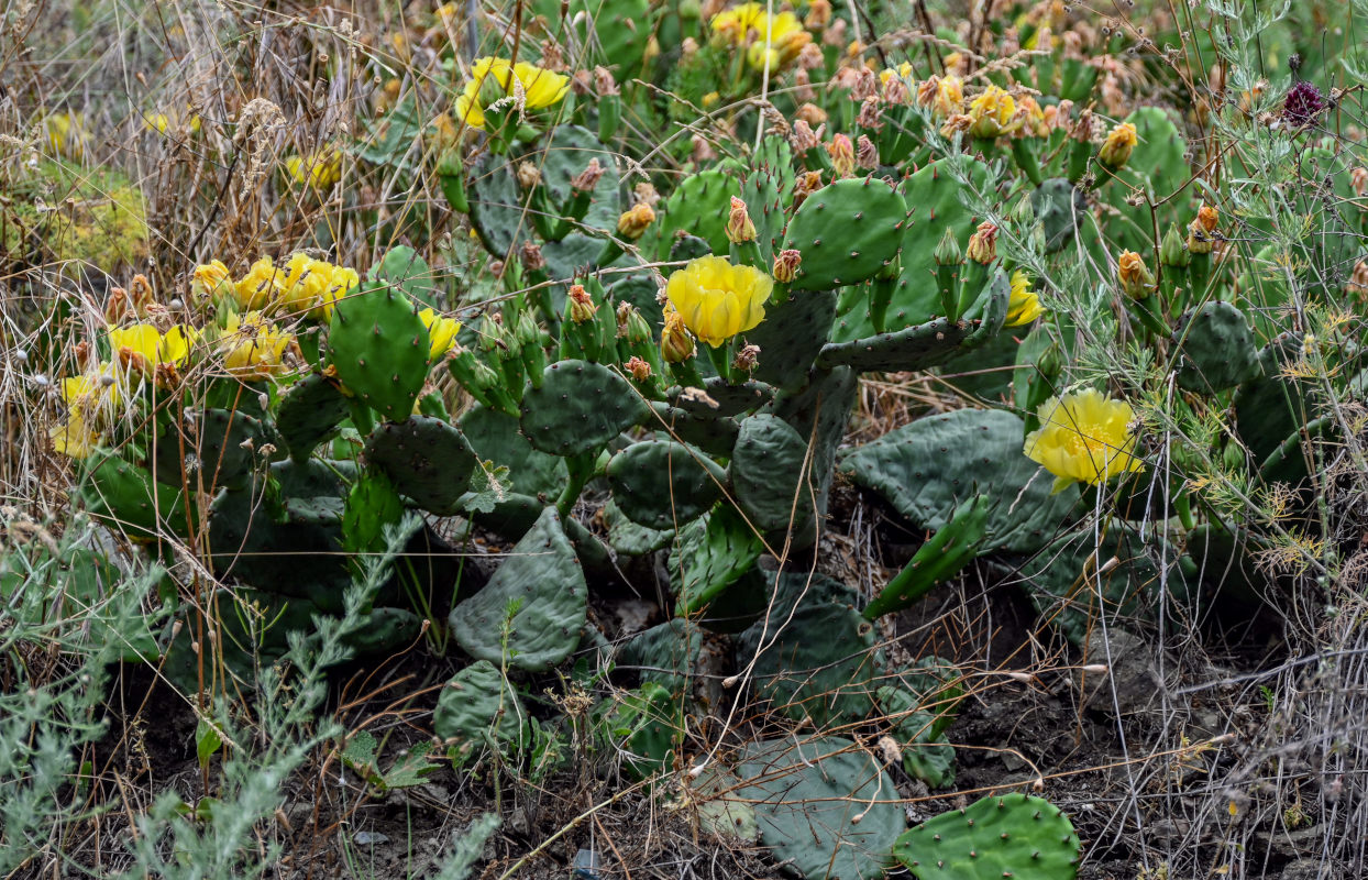 Image of Opuntia humifusa specimen.