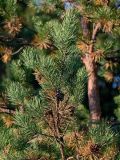 Pinus sylvestris. Верхушка ветви с шишками. Владимирская обл., Петушинский р-н, окр. с. Марково, опушка смешанного леса. 23.09.2023.