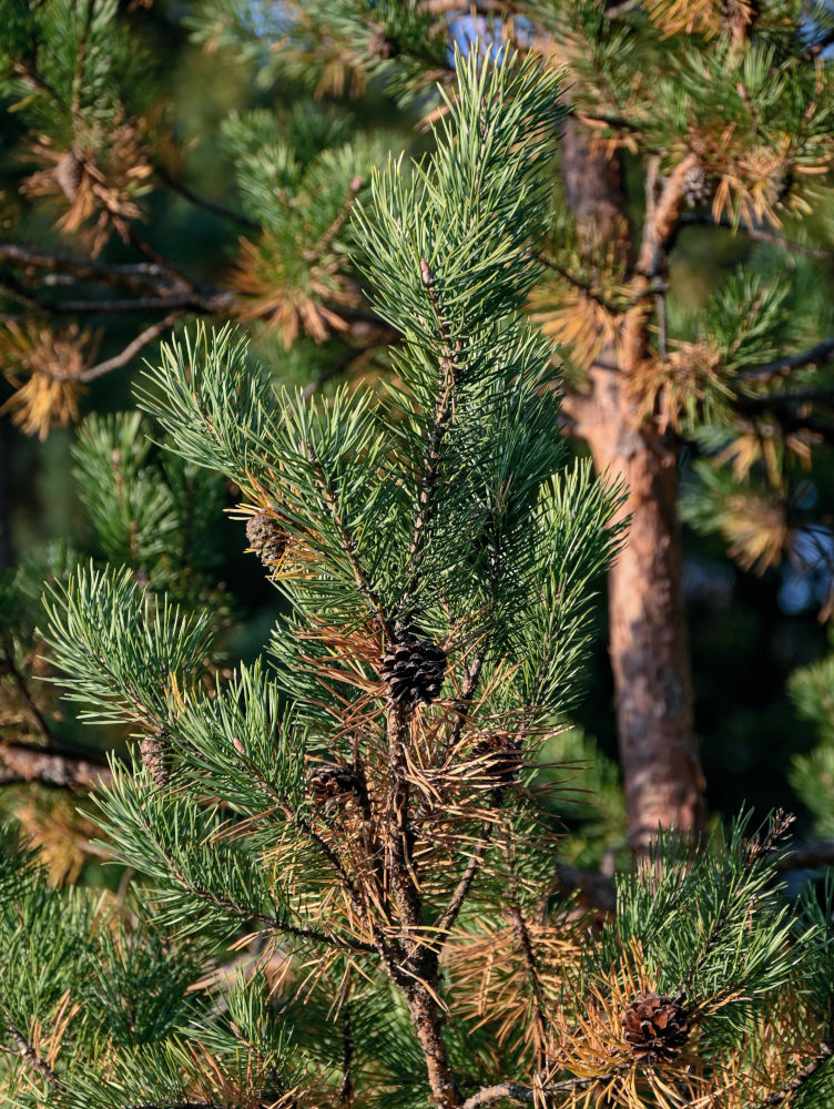 Изображение особи Pinus sylvestris.