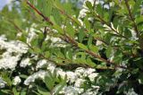 genus Spiraea. Части побегов. Приморский край, г. Владивосток, о. Русский, кампус ДВФУ, в озеленении. 28.06.2023.