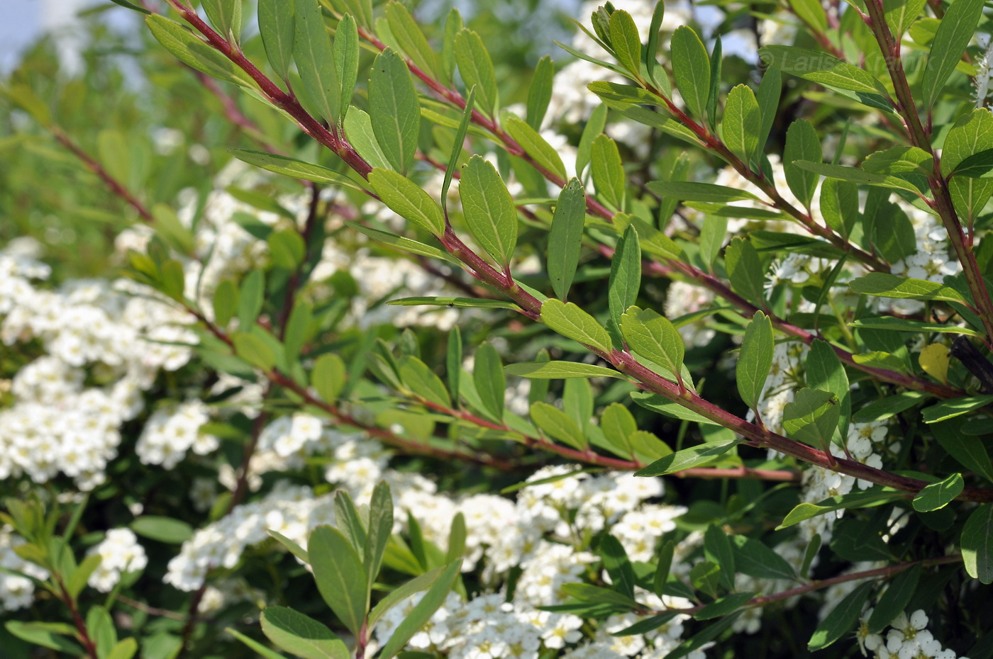 Image of genus Spiraea specimen.