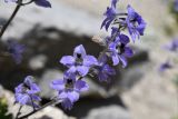 Delphinium brunonianum. Соцветие. Таджикистан, Горно-Бадахшанская автономная обл., Ишкашимский р-н, Ишкашимский хр., дол. р. Памир, выс. ≈ 3800 м н.у.м., сухой каменистый склон. 3 июля 2024 г.