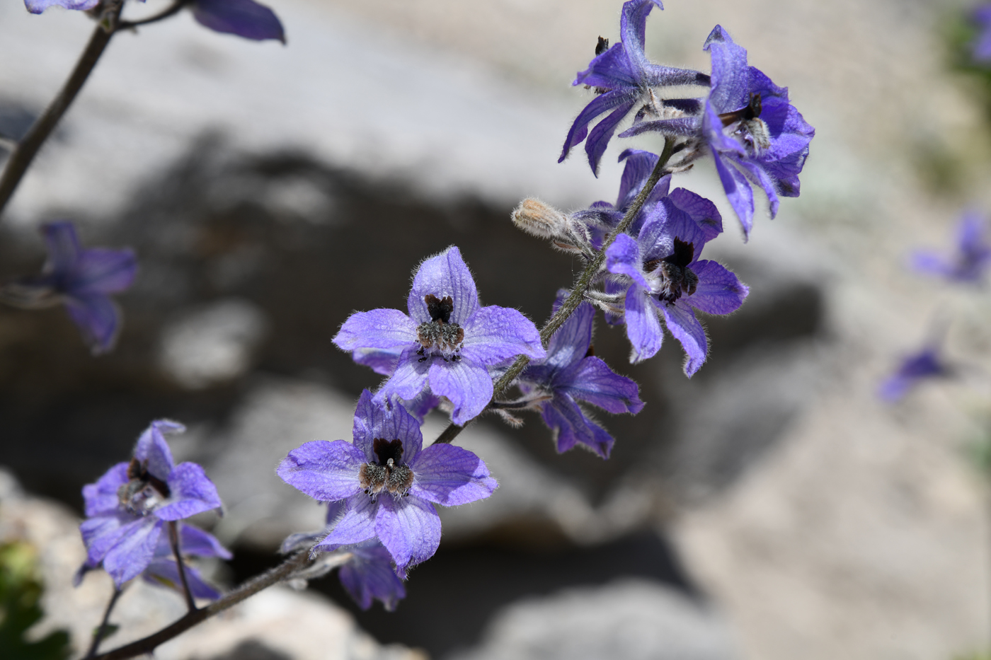 Изображение особи Delphinium brunonianum.