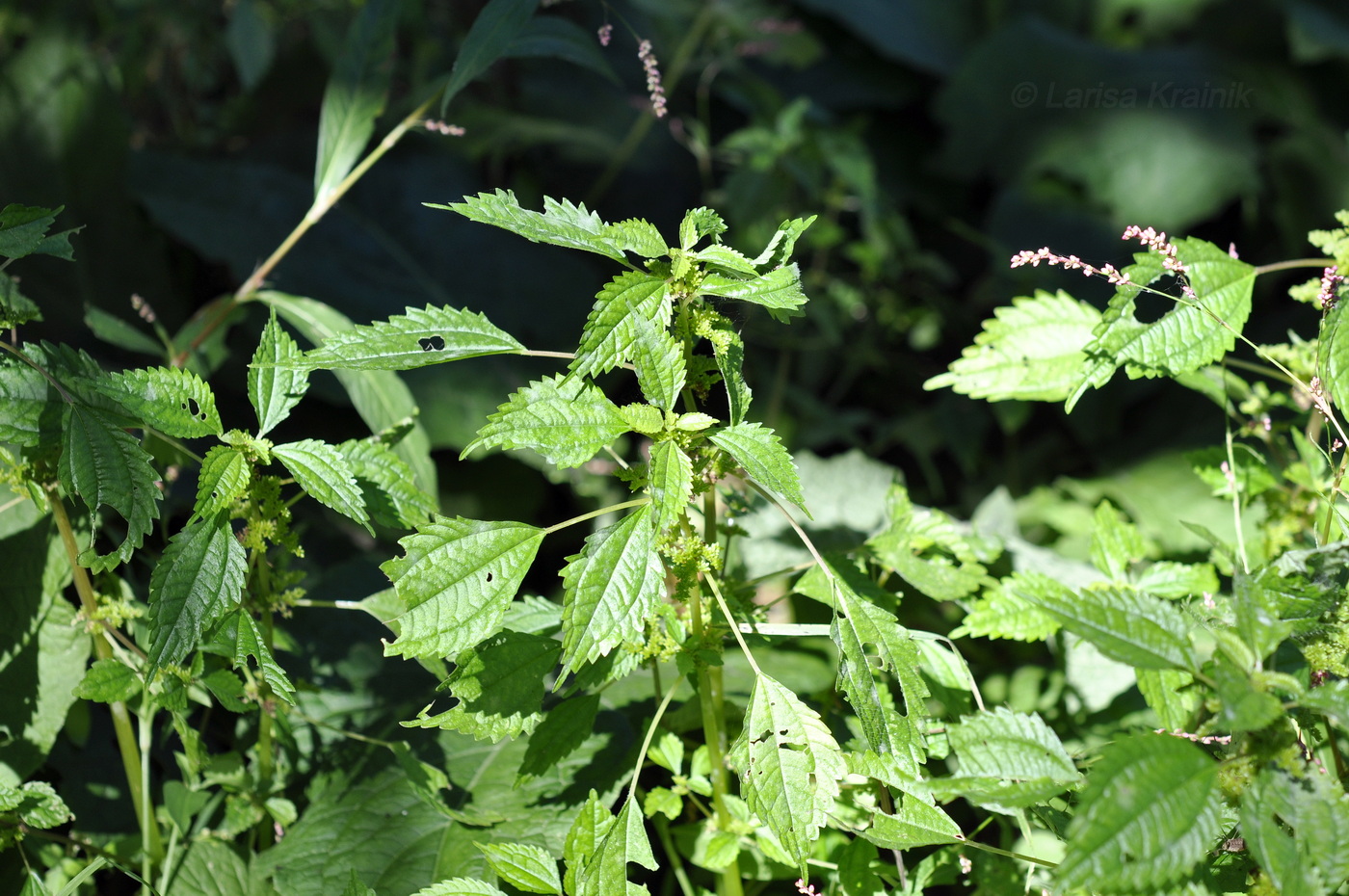 Image of Pilea mongolica specimen.