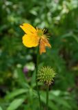 Trollius riederianus