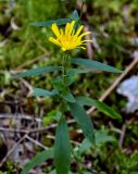 Hieracium umbellatum. Верхушка побега с соцветием. Тверская обл., Конаковский р-н, долина р. Сестра, опушка сосняка. 07.09.2024.