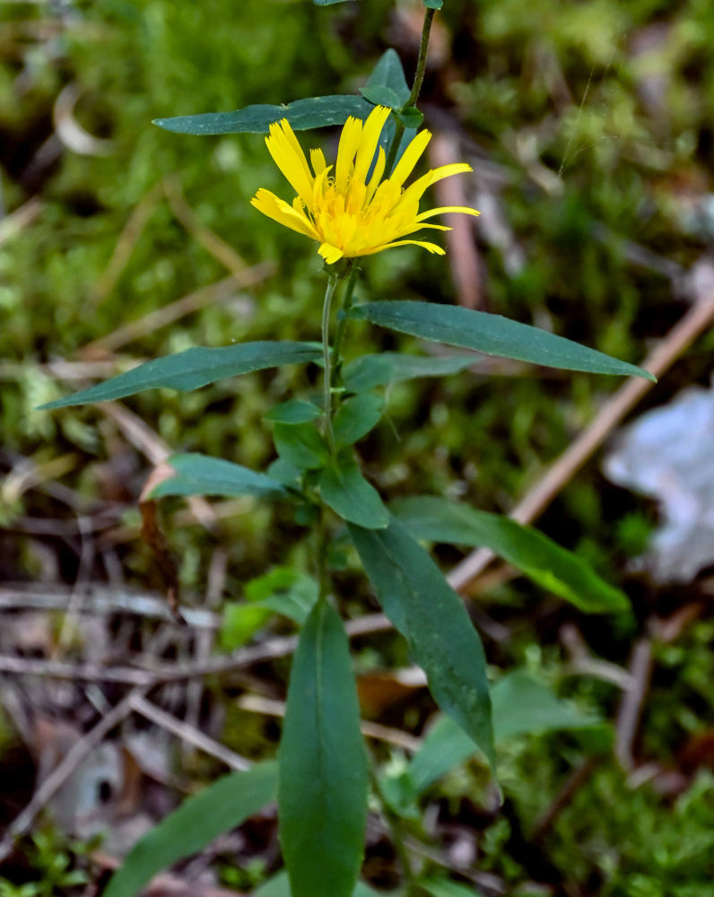 Image of Hieracium umbellatum specimen.