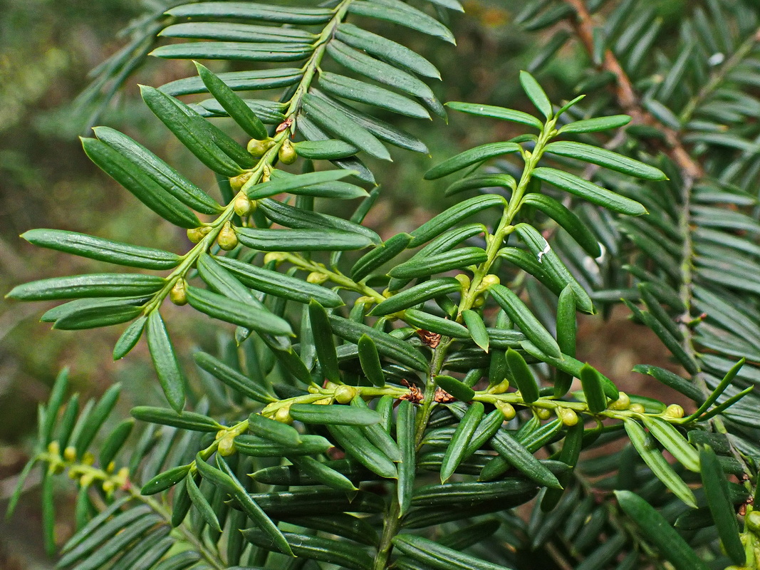 Изображение особи Taxus cuspidata.