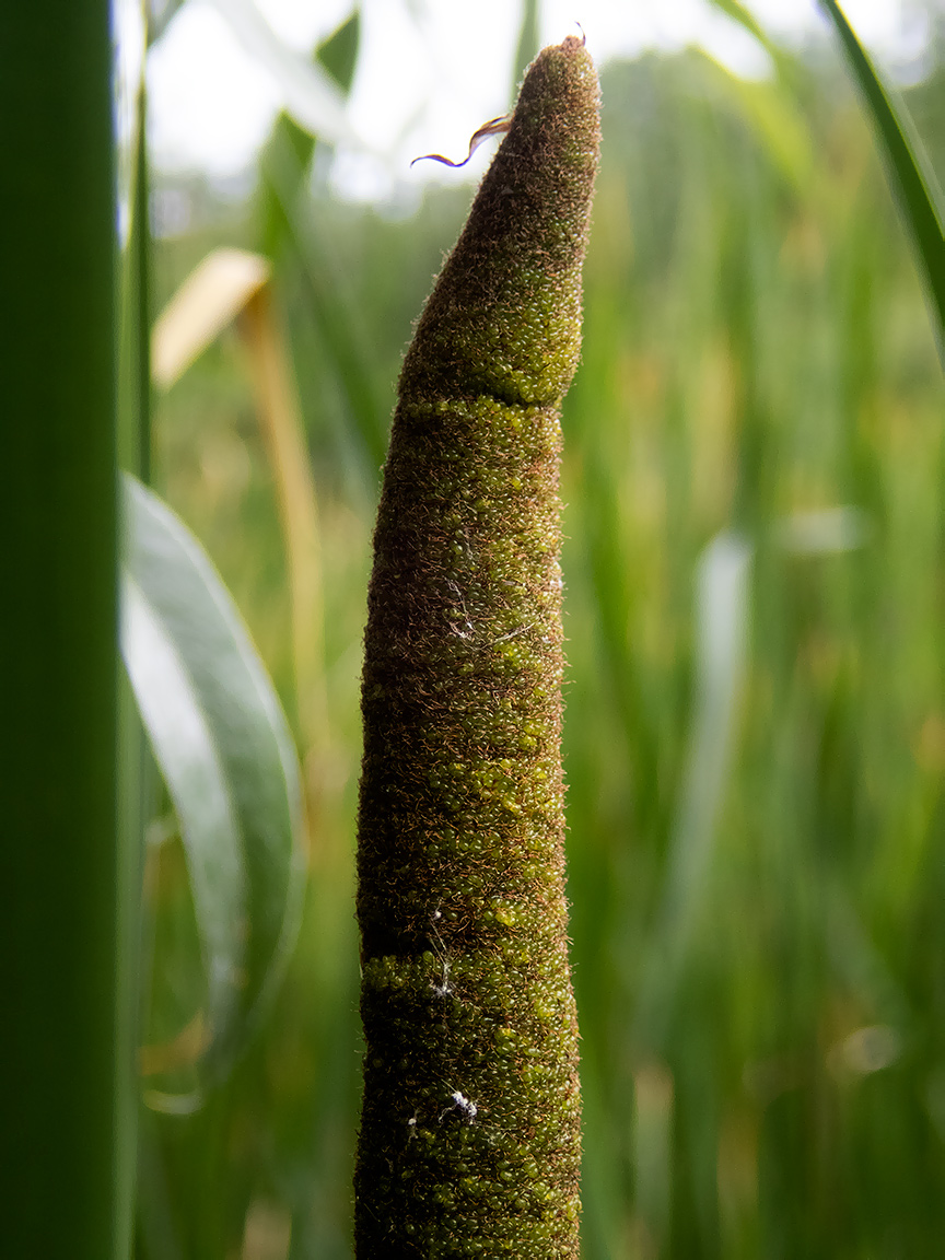 Image of Typha angustifolia specimen.