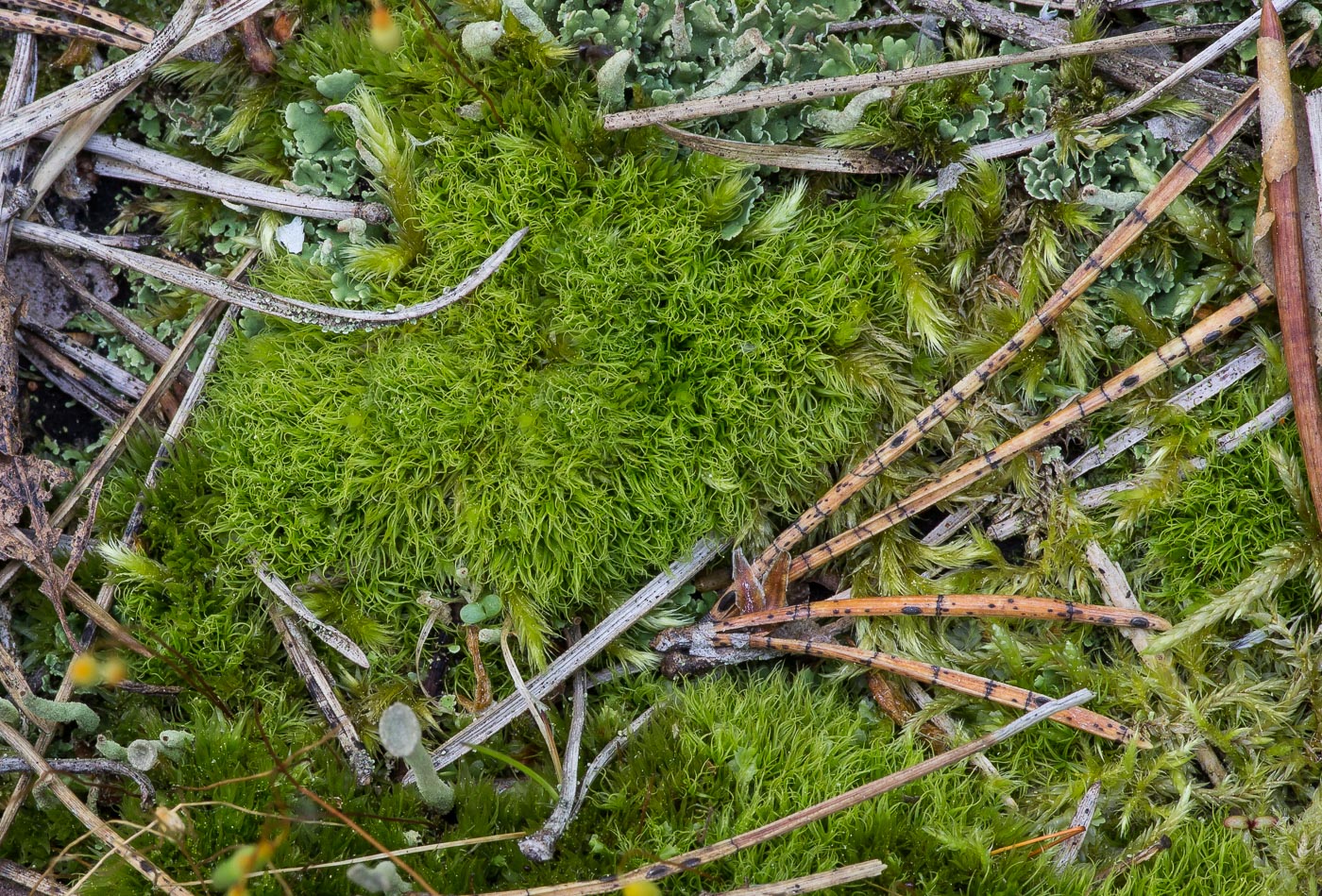 Изображение особи класс Bryopsida.