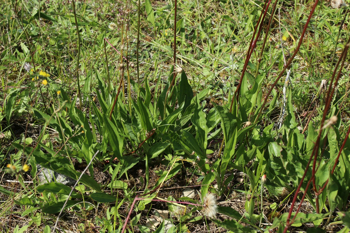 Изображение особи Scorzonera humilis.