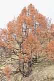 Juniperus excelsa. Дерево, сгоревшее в пожаре (июль 2024 г.). Краснодарский край, Черноморское побережье Кавказа, м/о г. Новороссийск, западнее хут. Дюрсо, южный склон горы Орёл, можжевеловое редколесье. 3 января 2025 г.