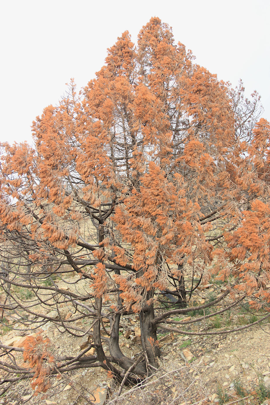 Image of Juniperus excelsa specimen.