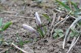 Crocus reticulatus. Зацветающие растения. Краснодарский край, м/о г. Новороссийск, окр. пос. Глебовка, склон горы Глебовка, грабово-дубовый лес с примесью Juniperus deltoides, обочина дороги. 15.02.2024.