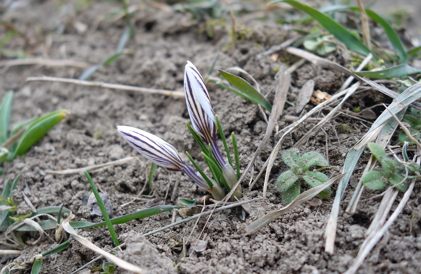 Изображение особи Crocus reticulatus.