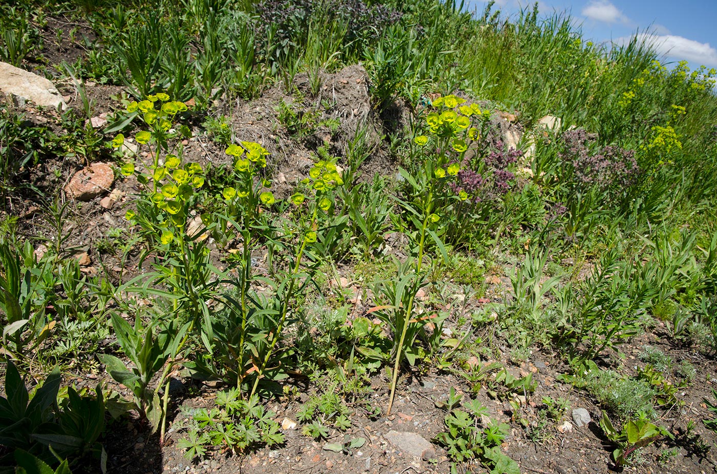 Image of Euphorbia virgata specimen.