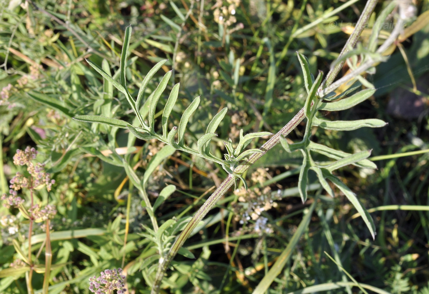 Image of Centaurea scabiosa specimen.