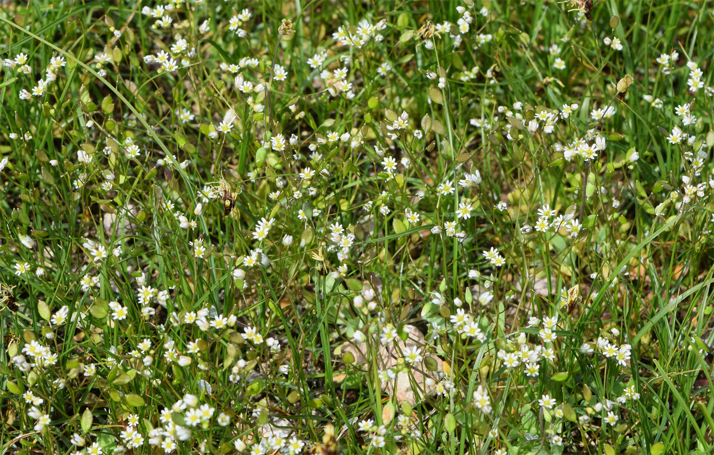 Image of Erophila verna specimen.