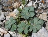Delphinium longipedunculatum