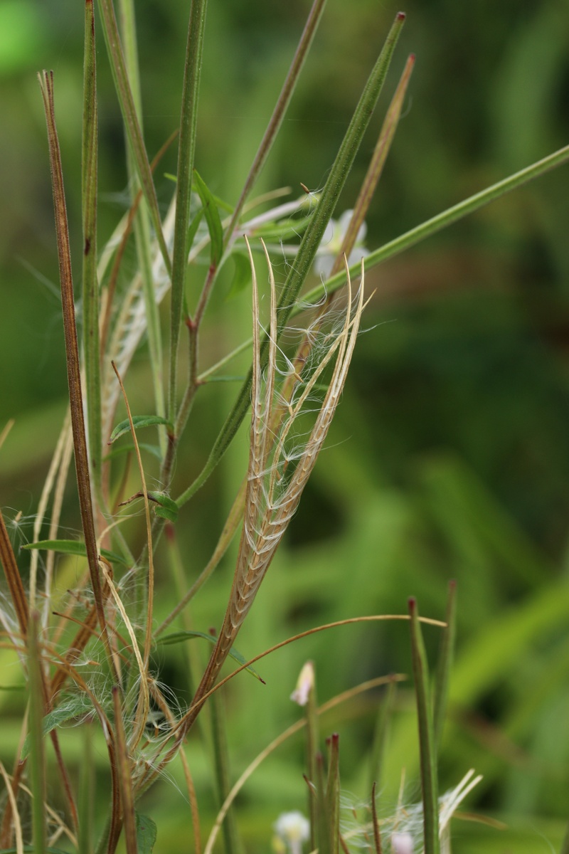 Image of Epilobium palustre specimen.