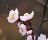 View full-size image Armeniaca sibirica