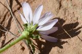 Смотреть изображение Epilasia mirabilis