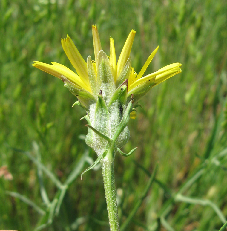 Image of genus Podospermum specimen.