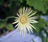 View full-size image Gerbera jamesonii