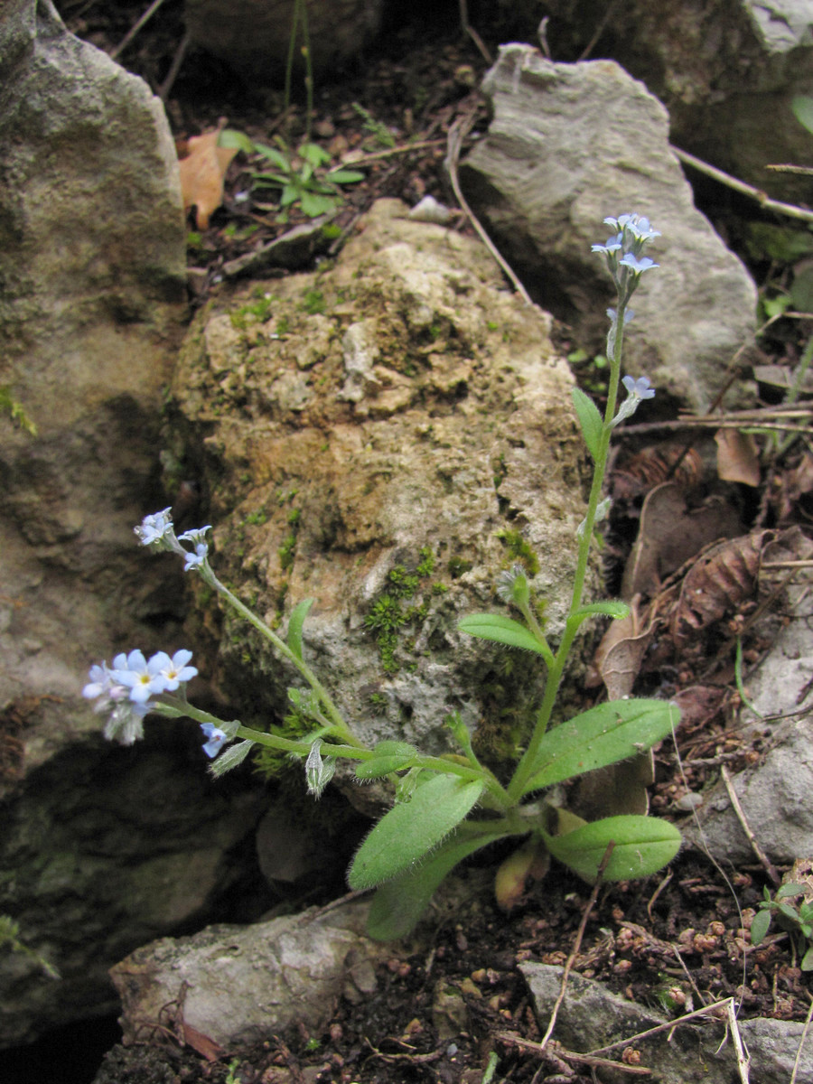 Image of Myosotis incrassata specimen.