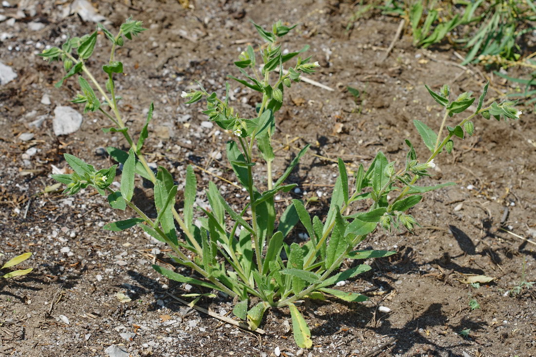 Изображение особи Nonea lutea.