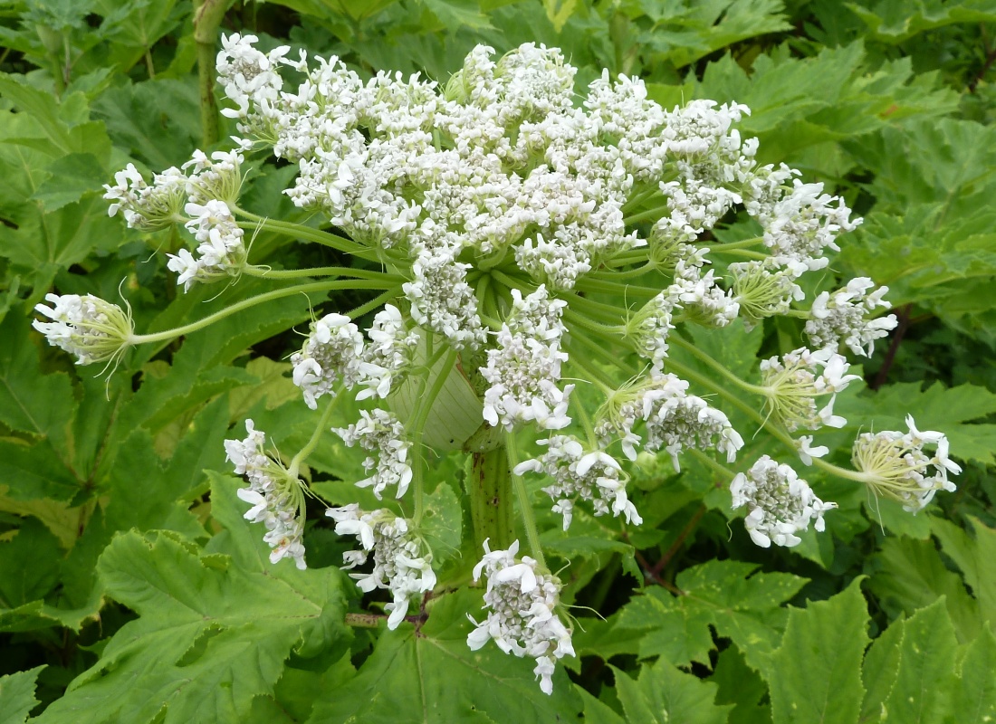 Image of Heracleum mantegazzianum specimen.