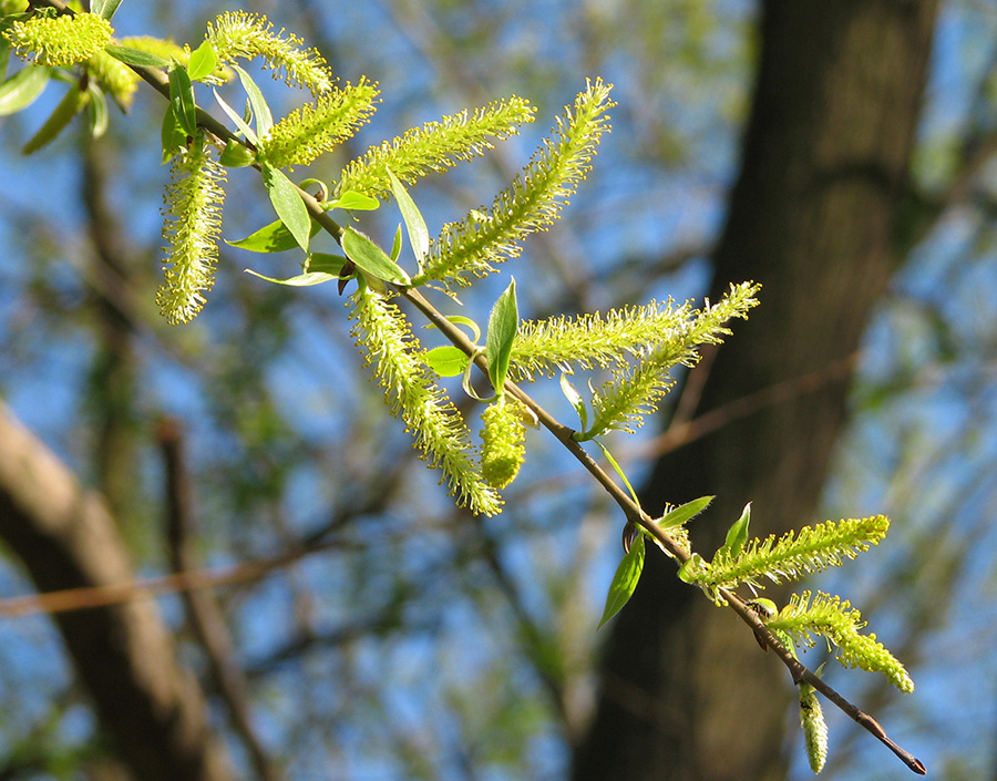 Image of Salix euxina specimen.