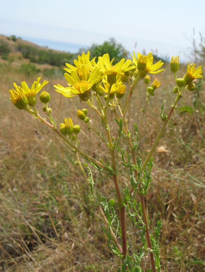 Изображение особи Senecio jacobaea.