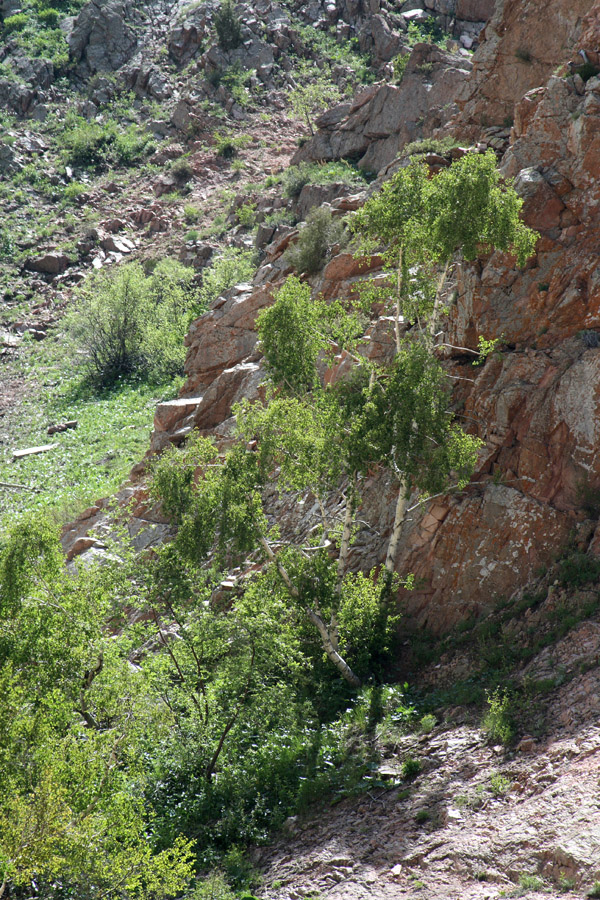 Image of Betula tianschanica specimen.