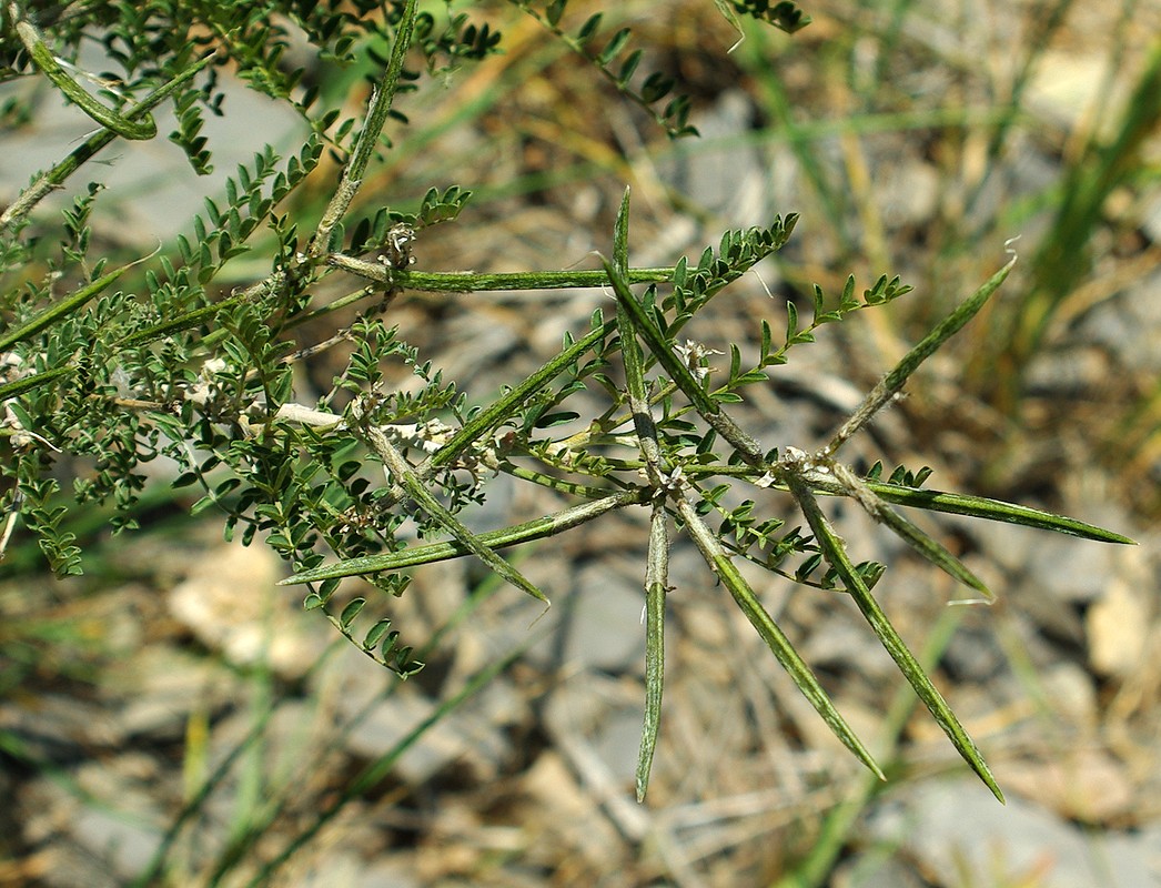 Изображение особи Astragalus neolipskyanus.