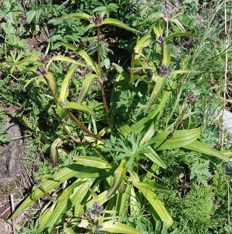 Image of Gentiana macrophylla specimen.