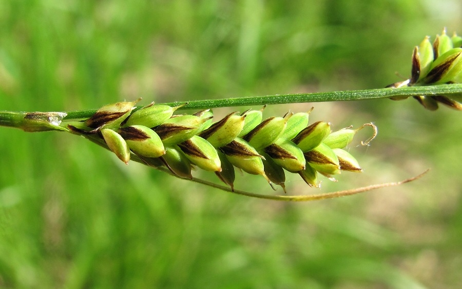 Изображение особи род Carex.