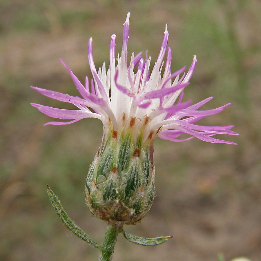 Image of Centaurea majorovii specimen.