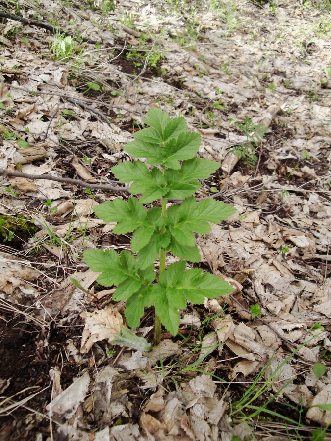 Image of familia Apiaceae specimen.