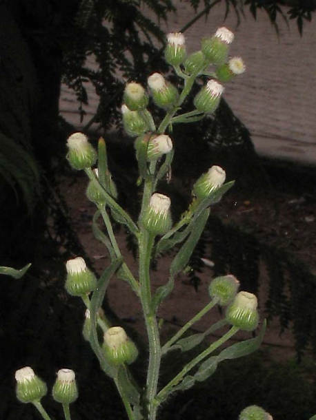 Image of Conyza bonariensis specimen.