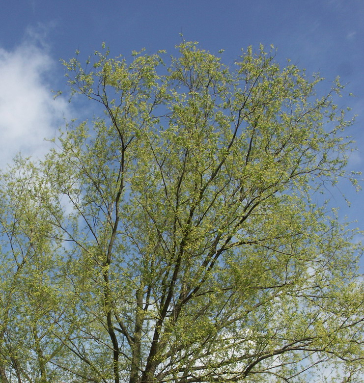 Image of Salix euxina specimen.