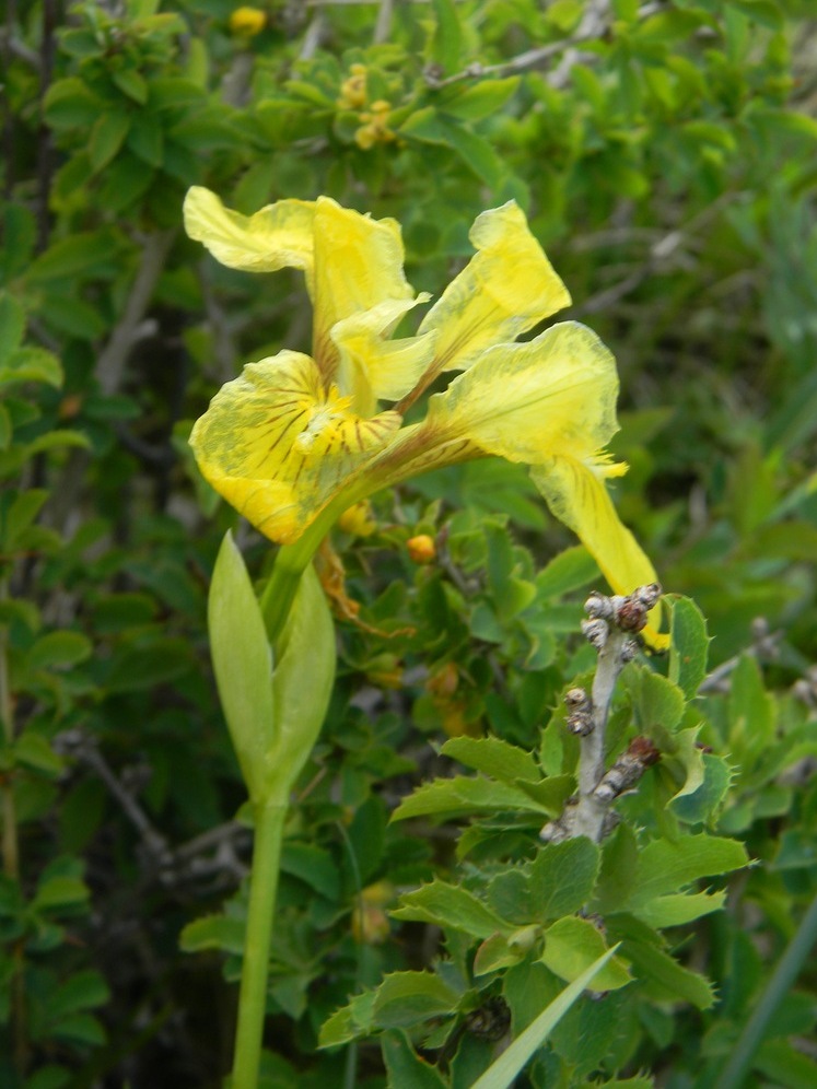 Image of Iris bloudowii specimen.