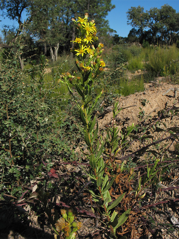 Image of Dittrichia viscosa specimen.