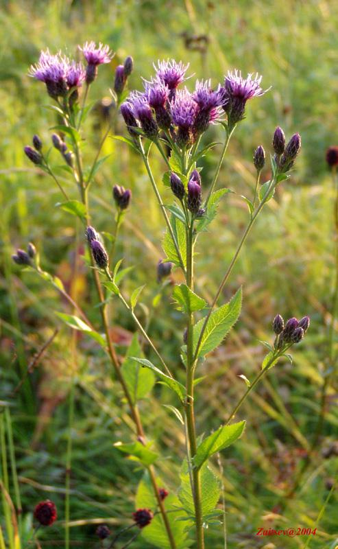 Image of Serratula tinctoria specimen.