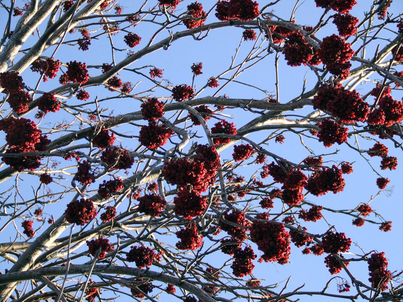 Изображение особи Sorbus aucuparia.