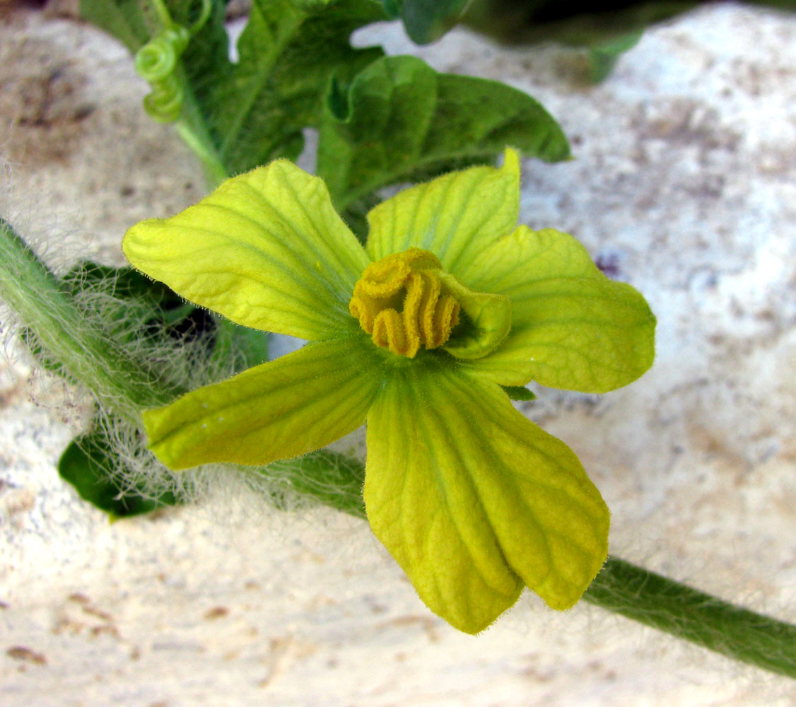 Image of Citrullus lanatus specimen.