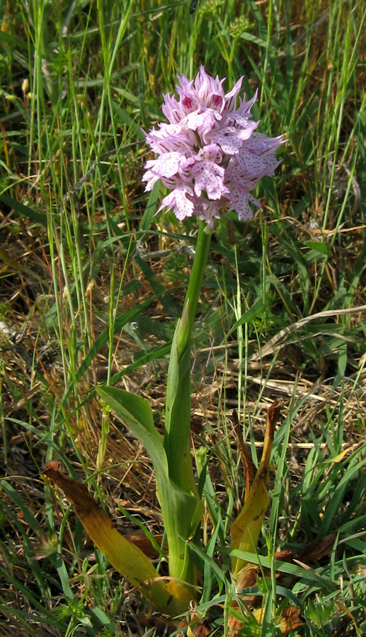 Изображение особи Neotinea tridentata.