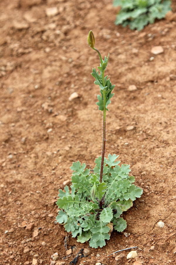 Image of Glaucium fimbrilligerum specimen.