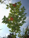 Viburnum opulus