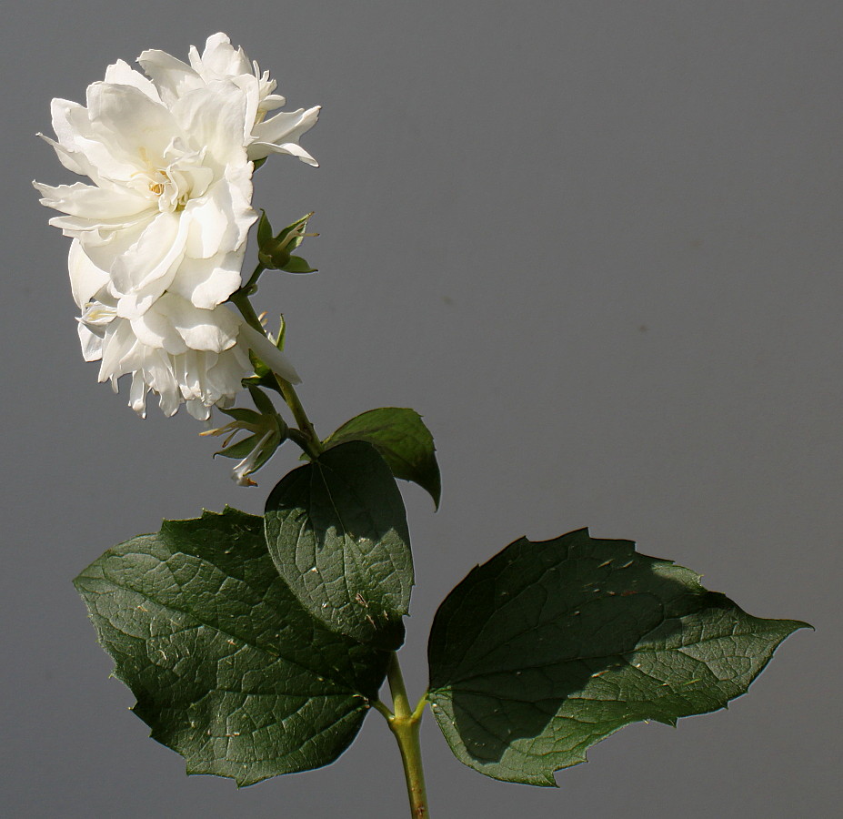 Image of Philadelphus &times; virginalis specimen.